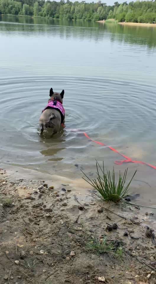 Französische Bulldoggen-Beitrag-Bild
