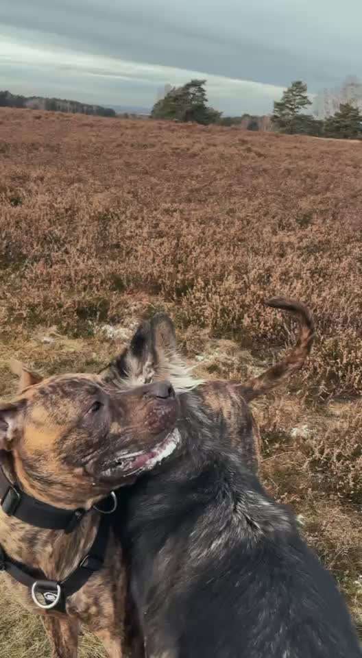 Was seht ihr in diesem Kontakt zwischen zwei Hunden? 🐾-Beitrag-Bild