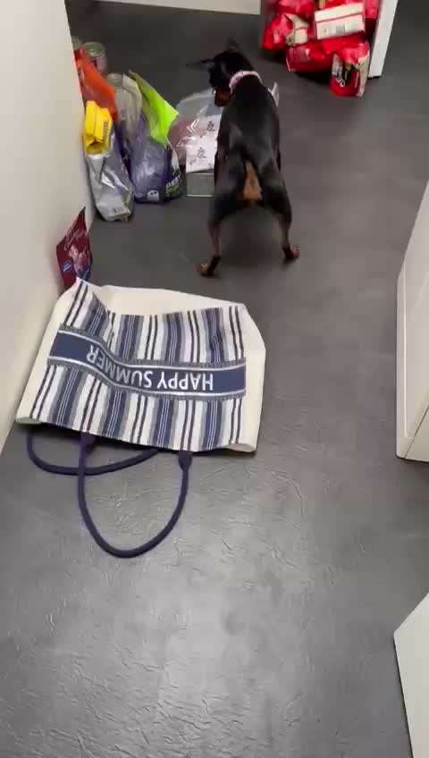 Hunde Memes-Beitrag-Bild