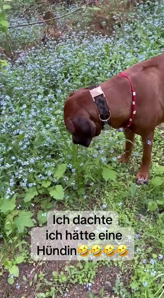Rhodesian Ridgeback-Beitrag-Bild