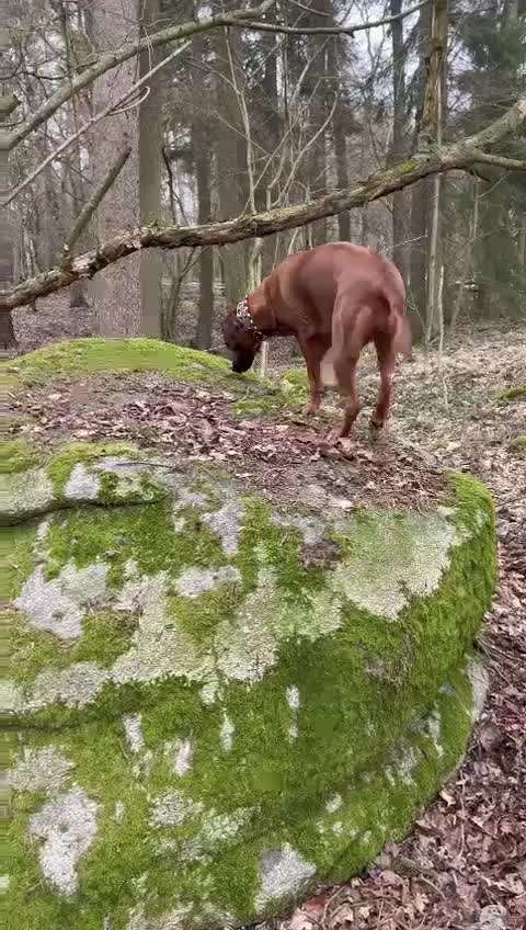 Rhodesian Ridgeback-Beitrag-Bild