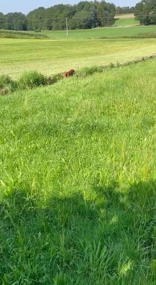 Rhodesian Ridgeback-Beitrag-Bild