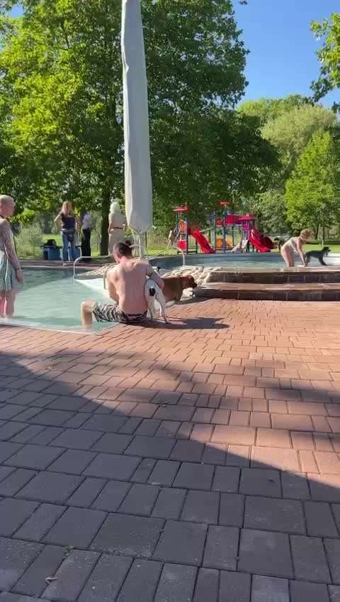 Rhodesian Ridgeback-Beitrag-Bild