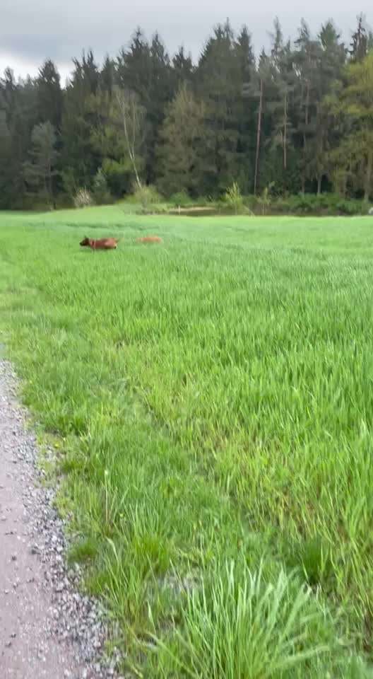 Rhodesian Ridgeback-Beitrag-Bild