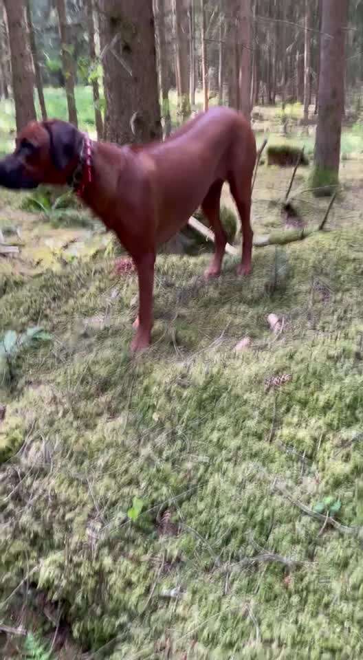 Rhodesian Ridgeback-Beitrag-Bild