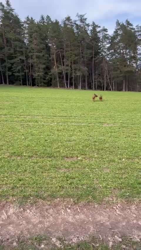 Rhodesian Ridgeback-Beitrag-Bild