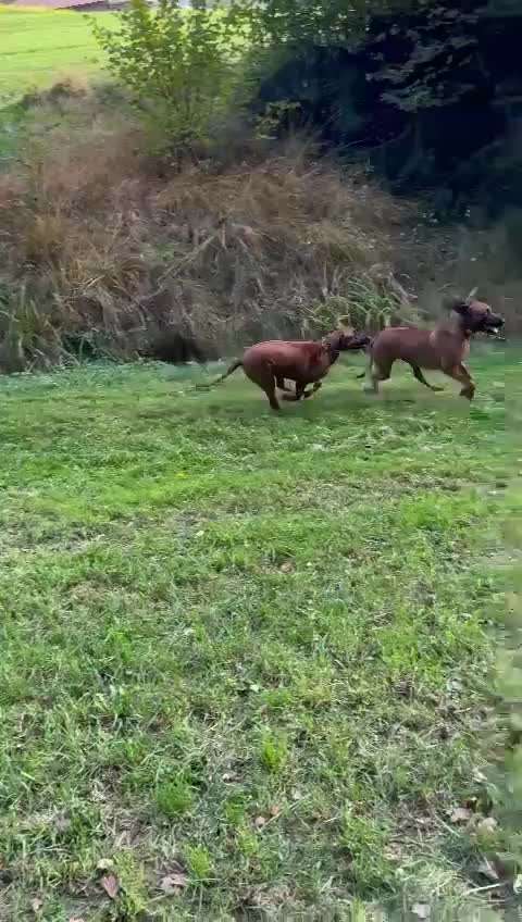 Rhodesian Ridgeback-Beitrag-Bild