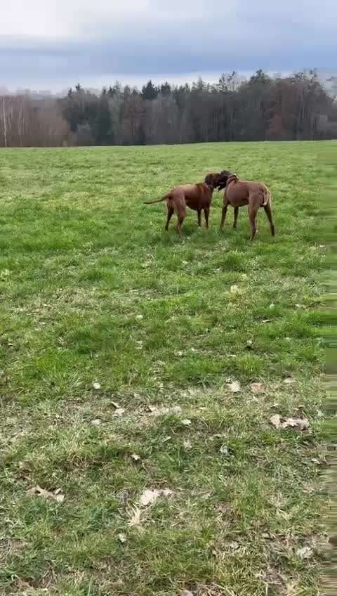 Rhodesian Ridgeback-Beitrag-Bild