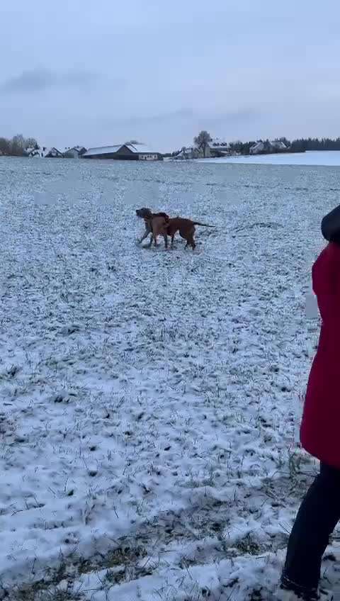 Rhodesian Ridgeback-Beitrag-Bild