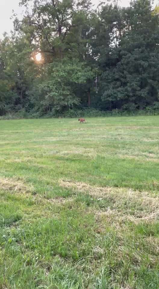 Rhodesian Ridgeback-Beitrag-Bild