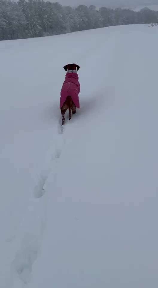 Rhodesian Ridgeback-Beitrag-Bild