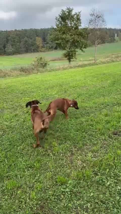 Rhodesian Ridgeback-Beitrag-Bild