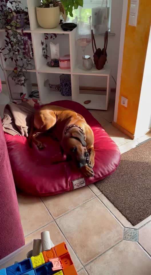 Rhodesian Ridgeback-Beitrag-Bild