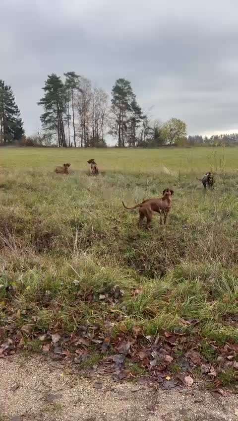 Rhodesian Ridgeback-Beitrag-Bild