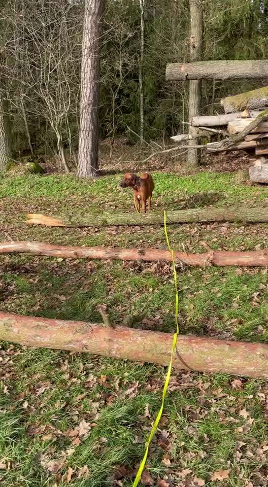 Rhodesian Ridgeback-Beitrag-Bild