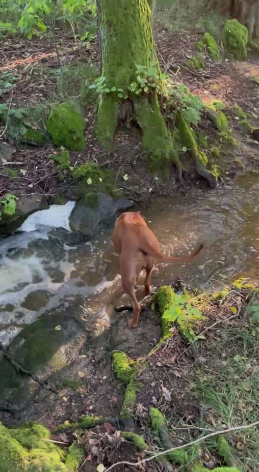 Rhodesian Ridgeback-Beitrag-Bild