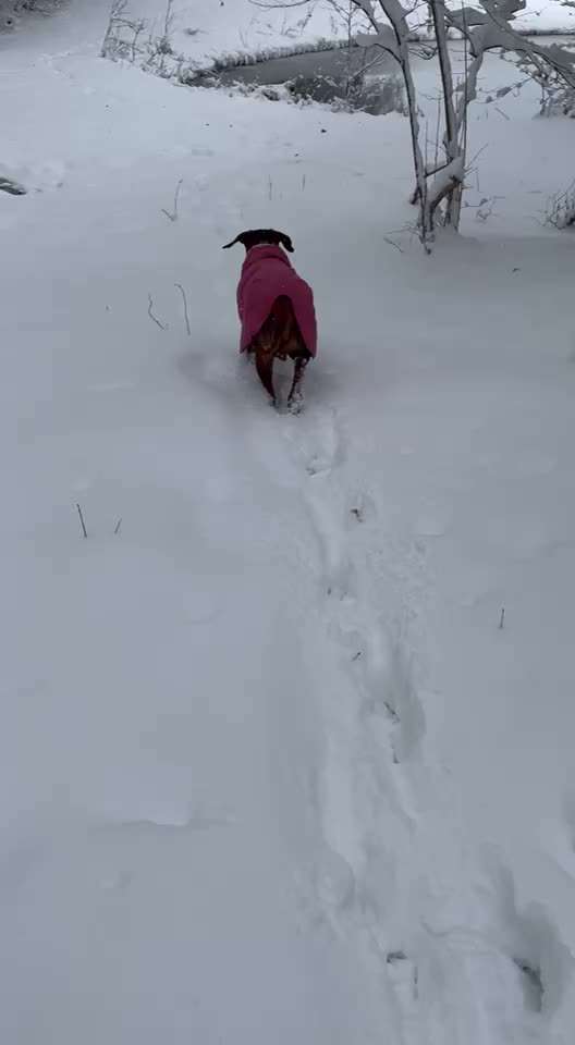 Rhodesian Ridgeback-Beitrag-Bild