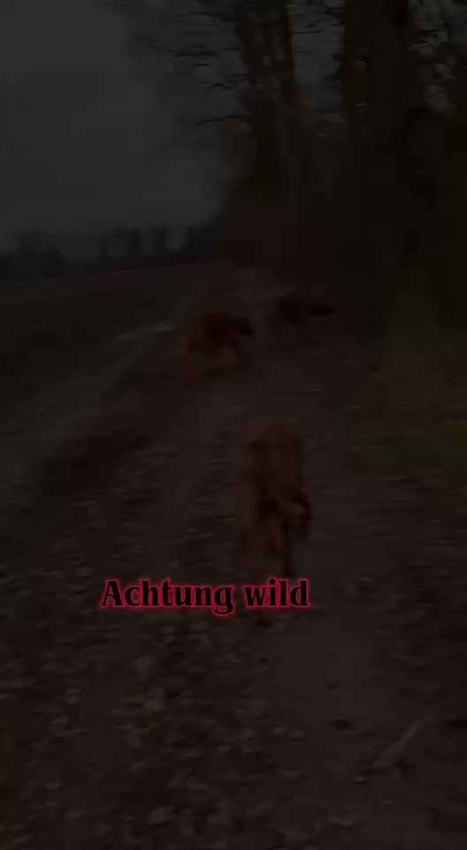 Rhodesian Ridgeback-Beitrag-Bild