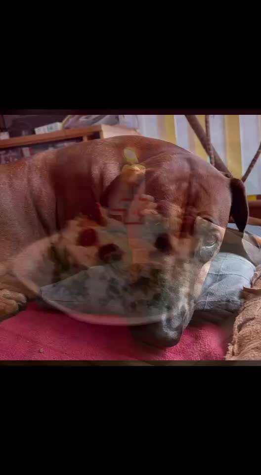 Rhodesian Ridgeback-Beitrag-Bild