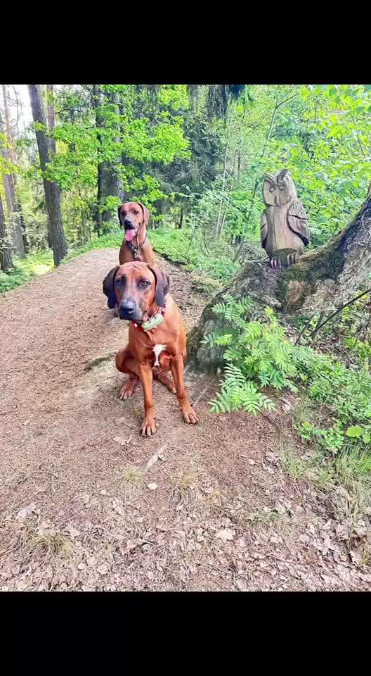 Rhodesian Ridgeback-Beitrag-Bild