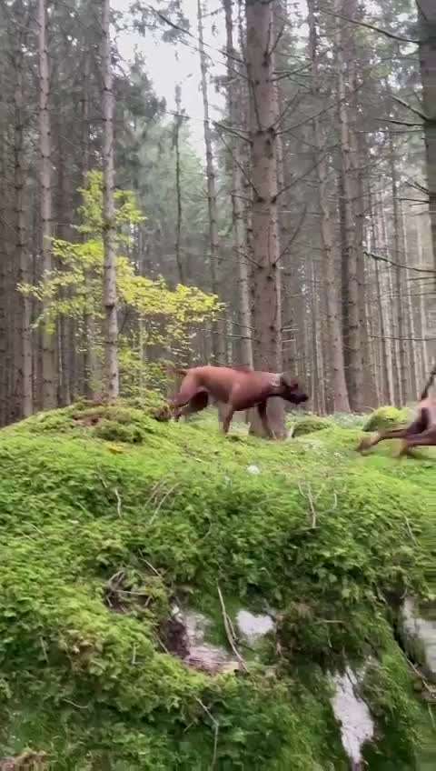 Rhodesian Ridgeback-Beitrag-Bild