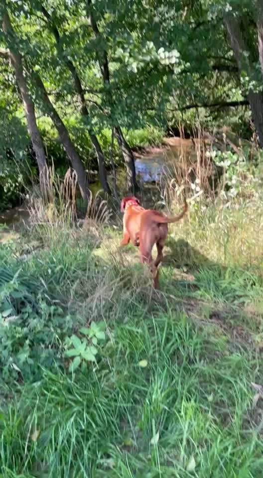 Rhodesian Ridgeback-Beitrag-Bild