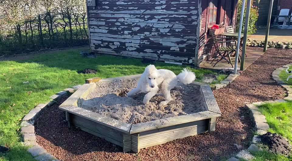 Bild wo euer Hund quatsch macht-Beitrag-Bild