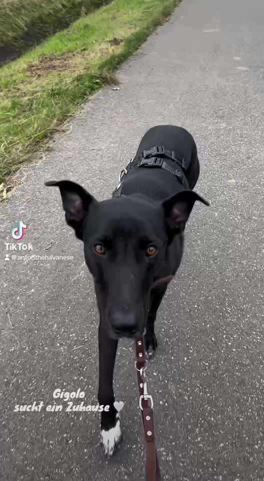 Tierschutzhunde suchen ein Zuhause-Beitrag-Bild