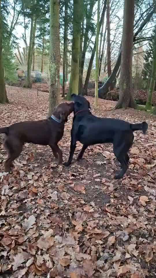 aktuelles Foto Gruppe Labrador