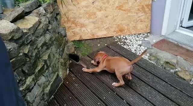 Zeigt hier Euer liebstes Video Eurer Hunde-Beitrag-Bild