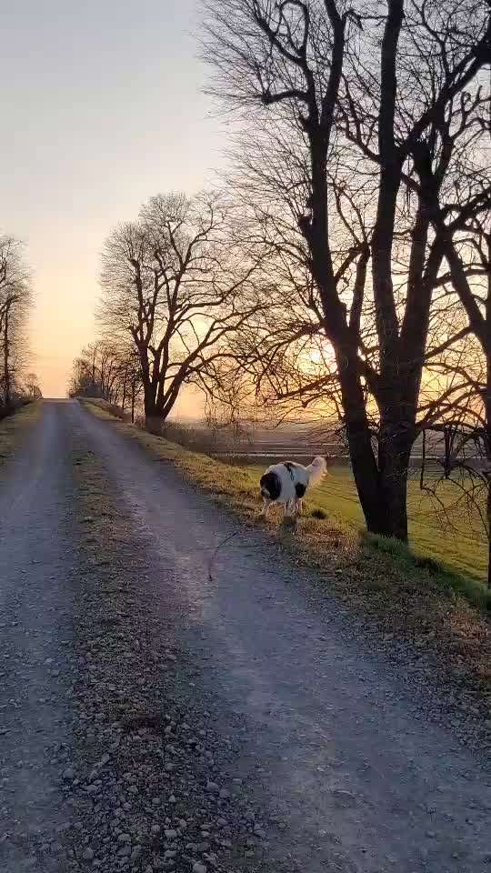 Mischlinge raten - Rätselspaß-Beitrag-Bild