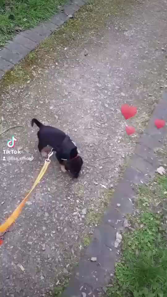 Welpen Bilder !-Beitrag-Bild