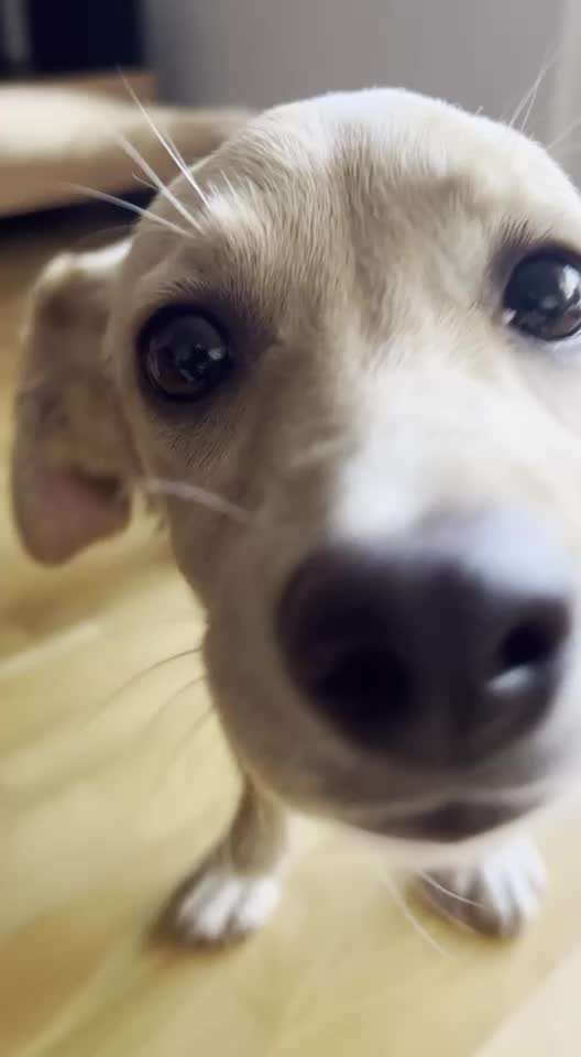 Hündin knackendes Geräusch beim Atmen durch den Mund-Beitrag-Bild