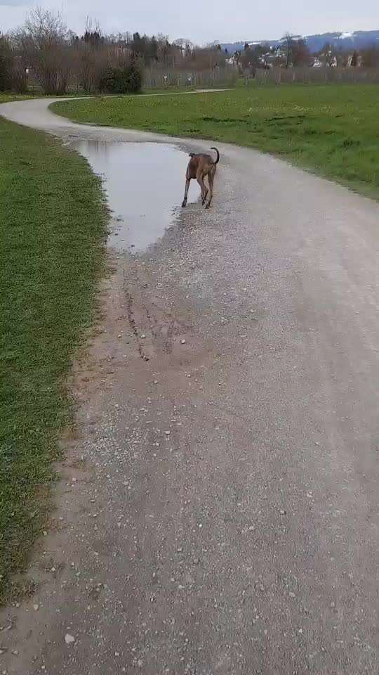 Windhunde - Treffen der besonderen Schönheiten
HERZLICH WILLKOMMEN-Beitrag-Bild