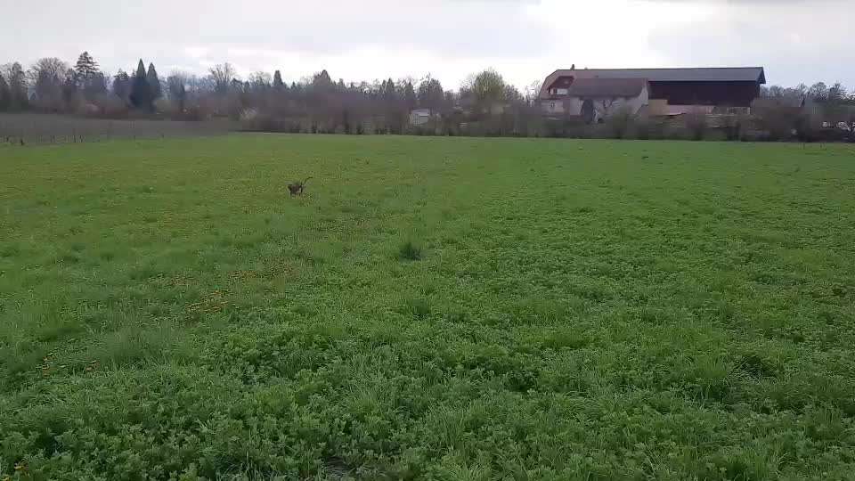 Windhunde - Treffen der besonderen Schönheiten
HERZLICH WILLKOMMEN-Beitrag-Bild