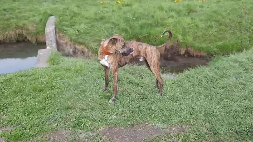 Windhunde - Treffen der besonderen Schönheiten
HERZLICH WILLKOMMEN-Beitrag-Bild