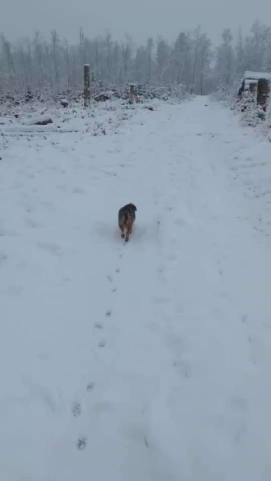 Border Terrier-Beitrag-Bild