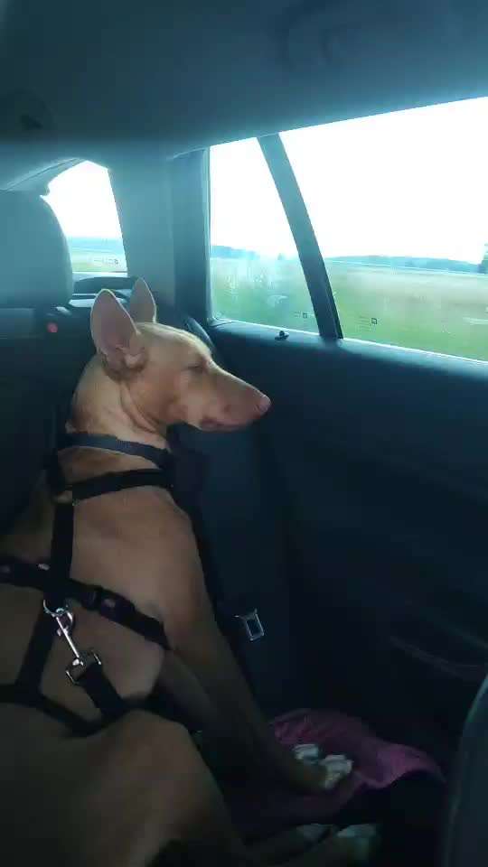 Podencomischling oder Podenco-Beitrag-Bild