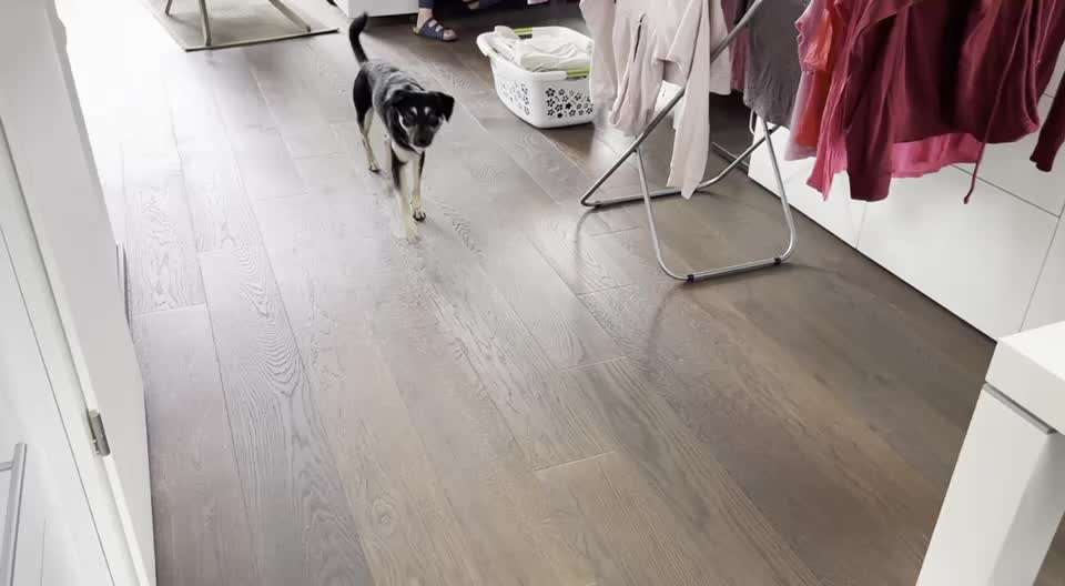 Humpelnder Hund-Beitrag-Bild