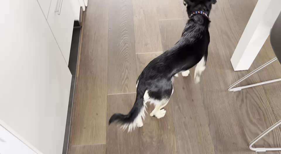 Humpelnder Hund-Beitrag-Bild