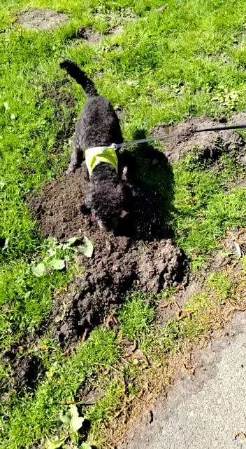 Alles rund um den Pudel-Beitrag-Bild