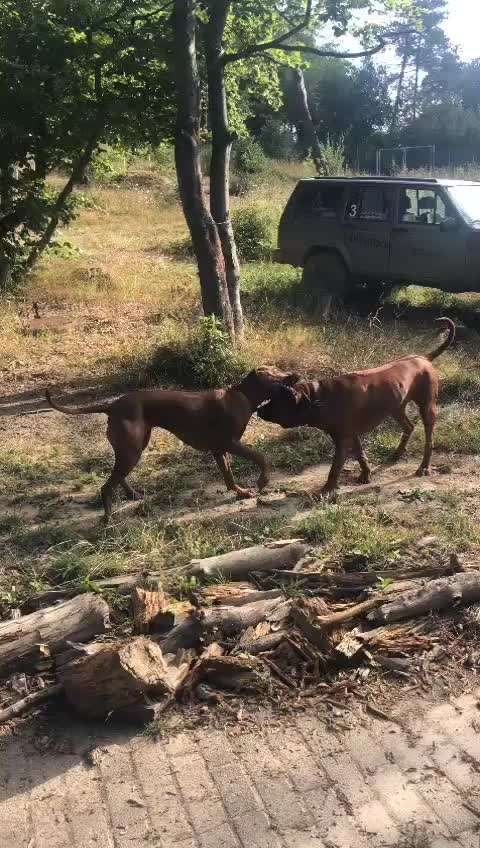 Rhodesian Ridgeback-Beitrag-Bild