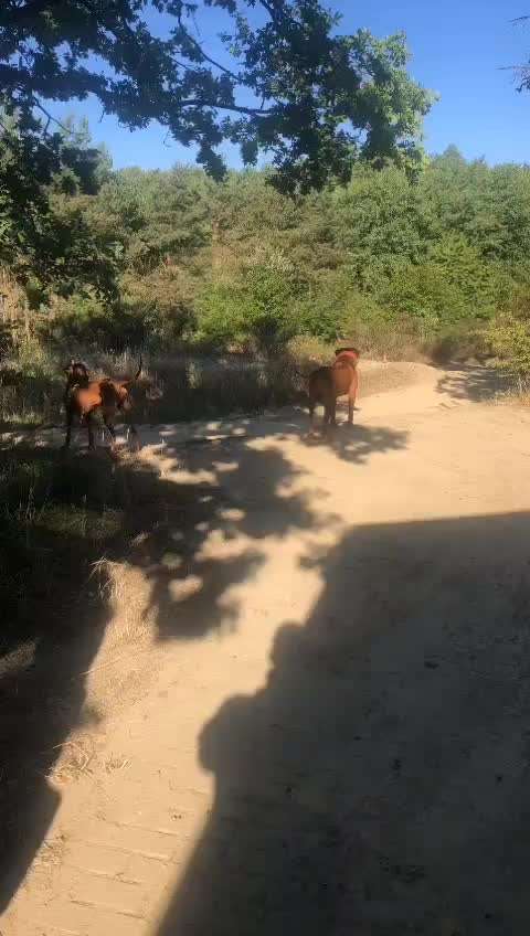 Rhodesian Ridgeback-Beitrag-Bild