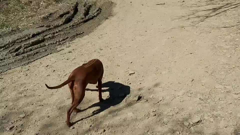 Rhodesian Ridgeback-Beitrag-Bild