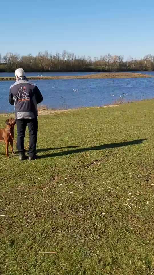 Rhodesian Ridgeback-Beitrag-Bild