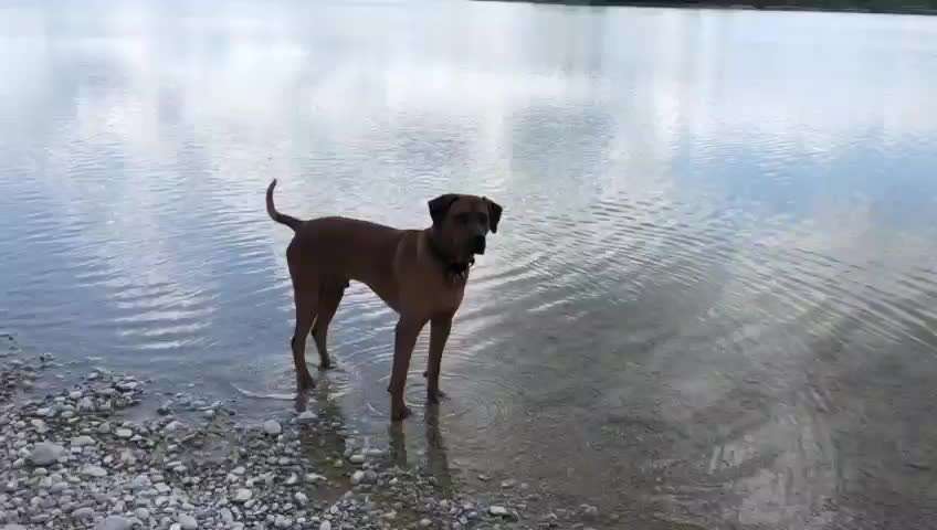 Rhodesian Ridgeback-Beitrag-Bild