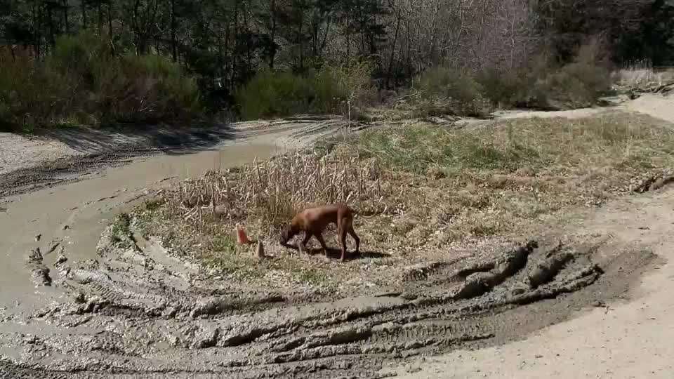 Rhodesian Ridgeback-Beitrag-Bild