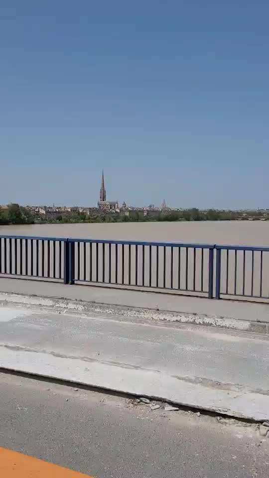 Rhodesian Ridgeback-Beitrag-Bild