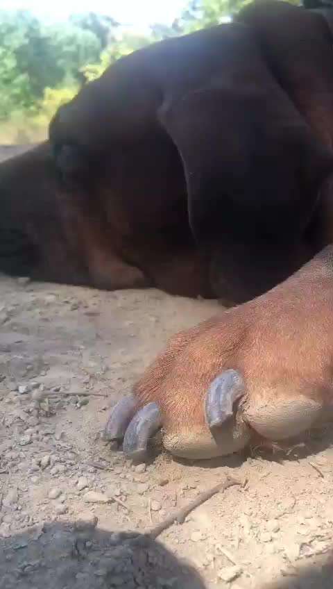 Rhodesian Ridgeback-Beitrag-Bild