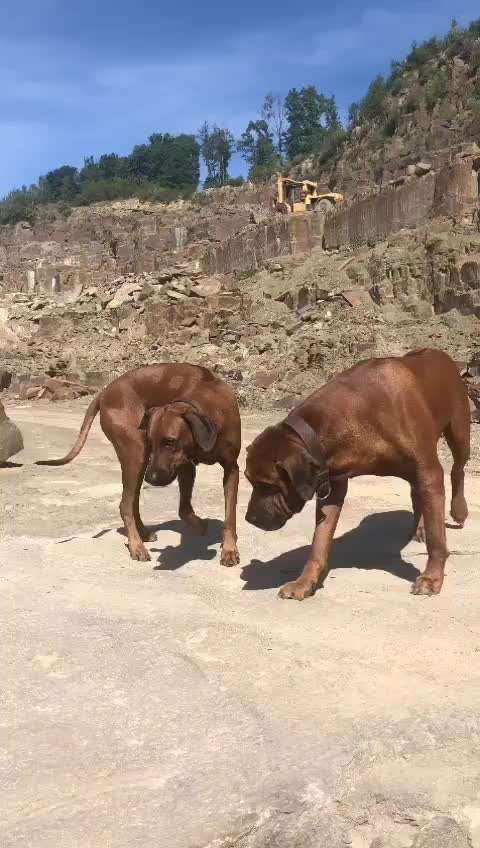 Rhodesian Ridgeback-Beitrag-Bild